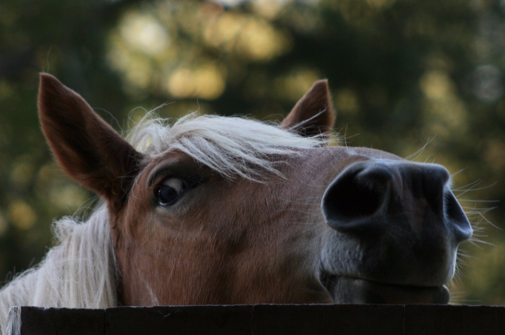 Horse-owners-watch-out-for-this-little-killer